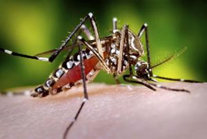 Mosquito Aedes Aegypti