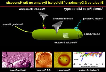 生物物理学 & 纳米科学。纳米尺度上生物系统的结构和动力学：原子力显微镜, 分子识别, nano-mechanics, 蛋白质展开, 当地的费用, 分子结构, 蛋白质构象, 生物力学, 软结构, bio-nanofilament 