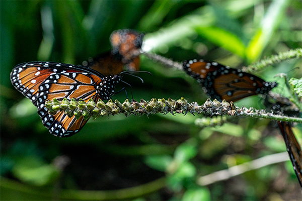 TNC 金沙中国 Native Plant Nursery